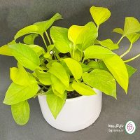 پتوس نئون - تصویر 5