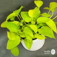 پتوس نئون - تصویر 6