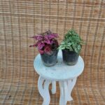 گل سنگ - تصویر 2