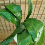 برگ عبایی - تصویر 2