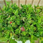 ناز گوشتی - تصویر 2