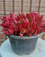 کراسولا(ناز گوشتی قرمز) - تصویر 2