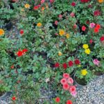 ساناز - تصویر 2