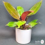 فیلودندرون پرتقالی (شاهزاده) - تصویر 2