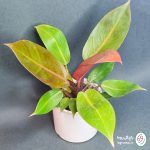 فیلودندرون پرتقالی (شاهزاده) - تصویر 3