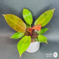 فیلودندرون پرتقالی (شاهزاده) - تصویر 5