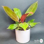 فیلودندرون پرتقالی (شاهزاده) - تصویر 4