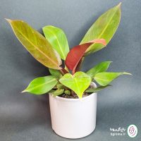 فیلودندرون پرتقالی (شاهزاده) - تصویر 4