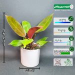 فیلودندرون پرتقالی