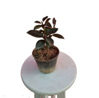 Screenshot_۲۰۲۳۰۸۱۳_۲۱۵۰۰۵_InShot فیکوس مینیاتوری