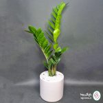 زاموفیلیا سبز - تصویر 2