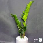 زاموفیلیا سبز - تصویر 3