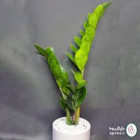 زاموفیلیا سبز - تصویر 3