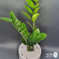 زاموفیلیا سبز - تصویر 4