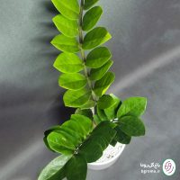 زاموفیلیا سبز - تصویر 5