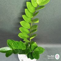 زاموفیلیا سبز - تصویر 6