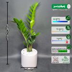 زاموفیلیا سبز