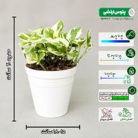 پک 4 عددی گیاه پتوس - تصویر 4