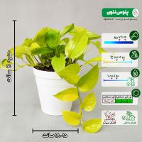 پک 4 عددی گیاه پتوس - تصویر 5