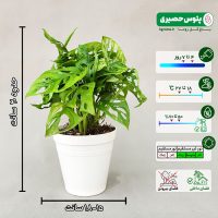 پک 4 عددی گیاه پتوس - تصویر 3