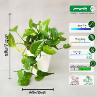 پک 4 عددی گیاه پتوس - تصویر 6