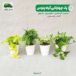 پک 4 عددی گیاه پتوس
