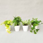 پک 4 عددی گیاه پتوس - تصویر 2