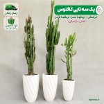 پک سه تایی کاکتوس