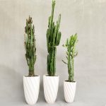 پک سه تایی کاکتوس - تصویر 2