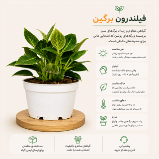 فیلندرون برگین