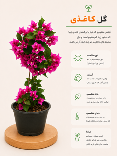 گل کاغذی