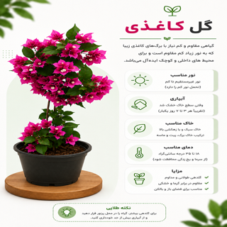 گل کاغذی