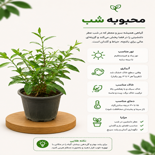 محبوبه شب