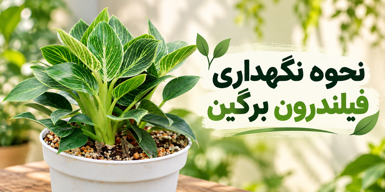 نحوه نگهداری فیلندرون برگین