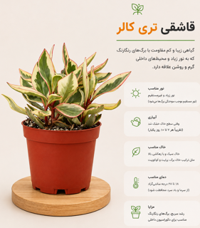 قاشقی تری کالر