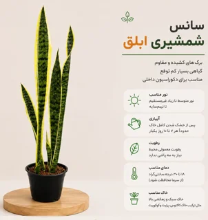 سانس شمشیری ابلق