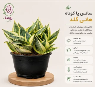 سانس پا کوتاه هانی گلد