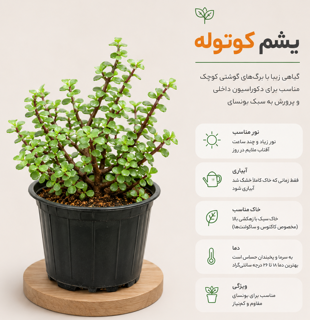یشم کوتوله