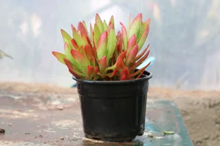 نحوه نگهداری ساکولنت اشعه آفتاب