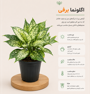 الگونما برفی
