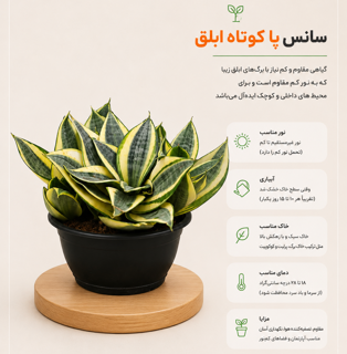 سانس پا کوتاه ابلق