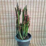 افوربیا تریگونا قرمز