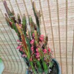 افوربیا تریگونا قرمز - تصویر 2