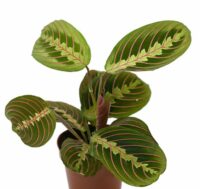 مارانتا - تصویر 1