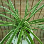 گندمی - تصویر 2