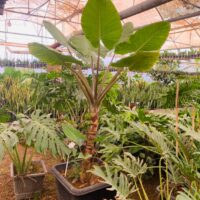 بابا آدم تنه قرمز