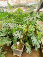 برگ انجیری مونسترا - تصویر 2