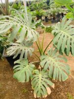 برگ انجیری مونسترا