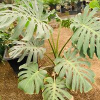 برگ انجیری مونسترا