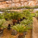 سیکاس - تصویر 2